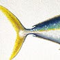 Kingfish Capital's avatar