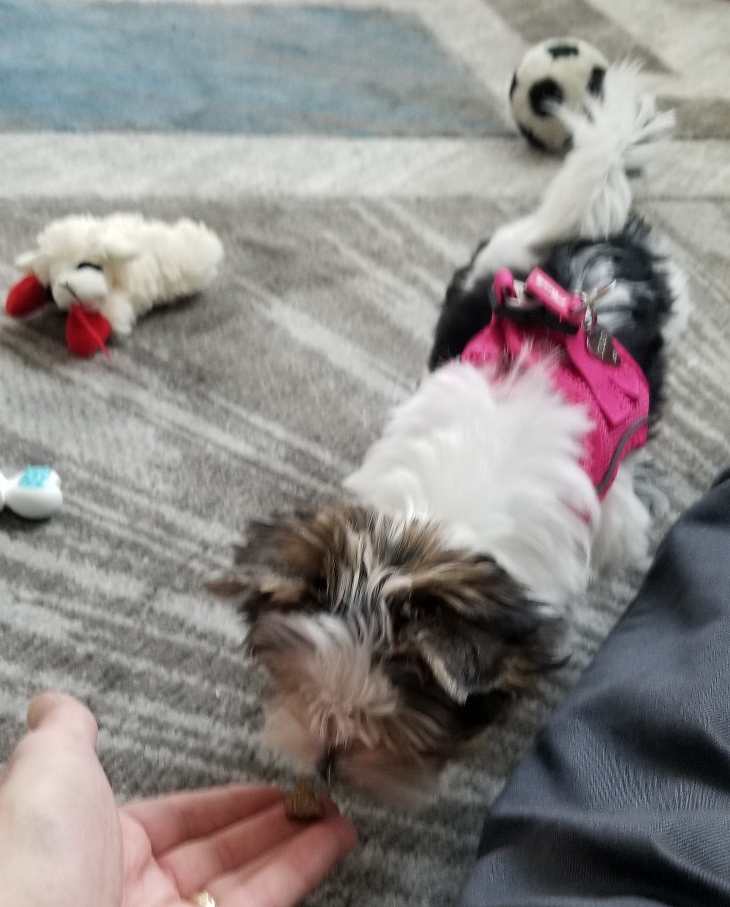 Keke sniffs at a treat in her human’s hand