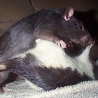 Trump Sends Lindsey Graham To Nebraska For Last Gasp Electoral Vote Ratf*ck Attempt