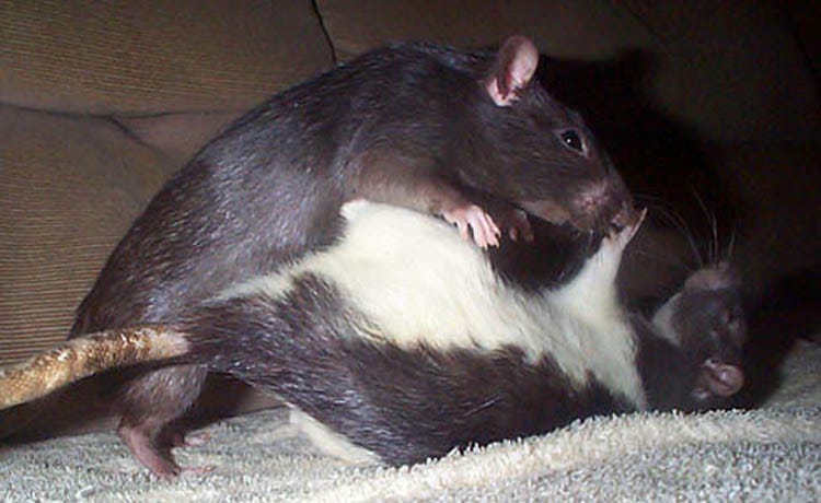 a pair of rats in a dominance display, with one lying on its back and the other crawling on it. Like, it's not actually ratcoitus.