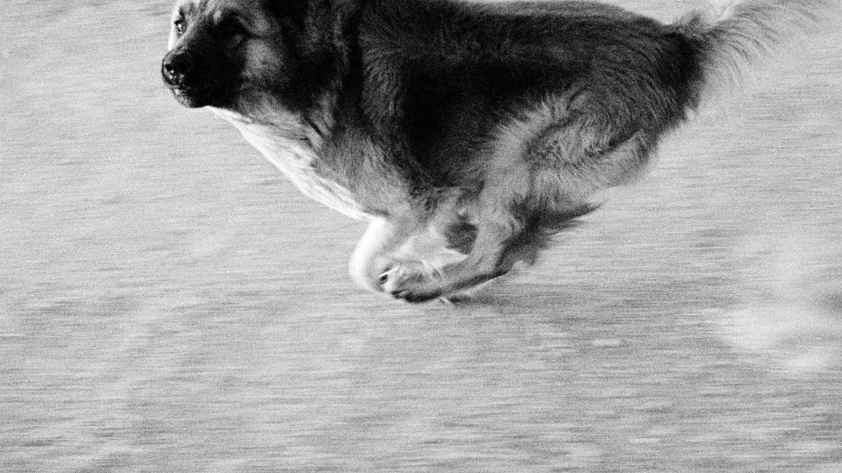 john divola　写真集　dogs chasing my car Dogs Chasing My Car in the Desert
