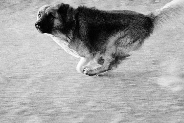 john divola　写真集　dogs chasing my car Dogs Chasing My Car in the Desert