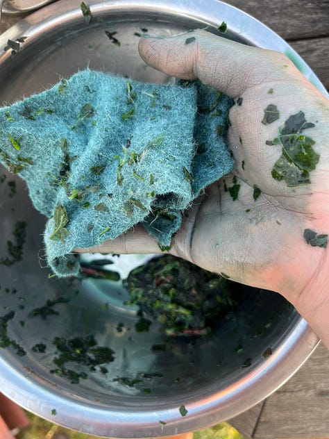 1-2. Exploring a quick extraction of indigotin pigment from indigo plant leaf onto wool fabric, with flax fibre on the table; Liza Mackenzie and Nick Evans stand in the Indigo Garden.