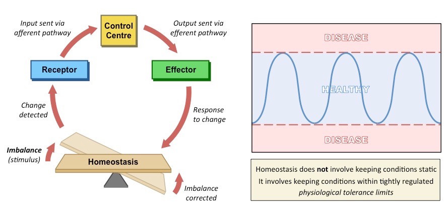 Homeostasis | BioNinja
