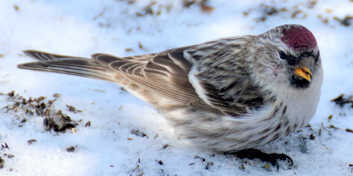 Winter 2025-2026: Vermont Readies for a Major Influx of Northern Finches