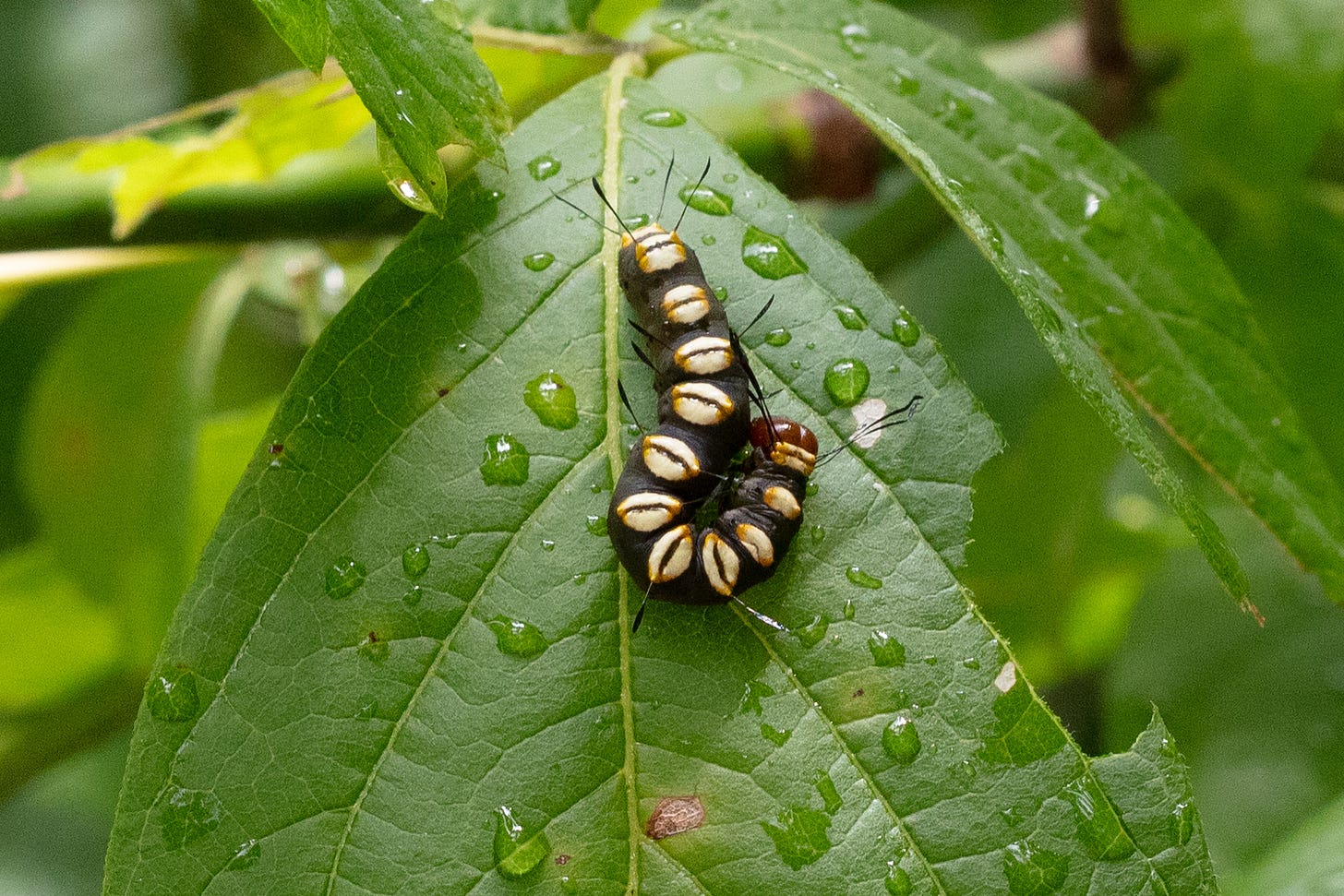 A caterpilar resting on a leaf. The caterpillar is black with pale yellow spots that are shaped almost like eyes, along its entire body. The leaf is dotted with raindrops. A caterpilar resting on a leaf. The caterpillar is black with pale yellow spots that are shaped almost like eyes, along its entire body. The leaf is dotted with raindrops.