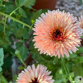 Let's plan the garden together!
