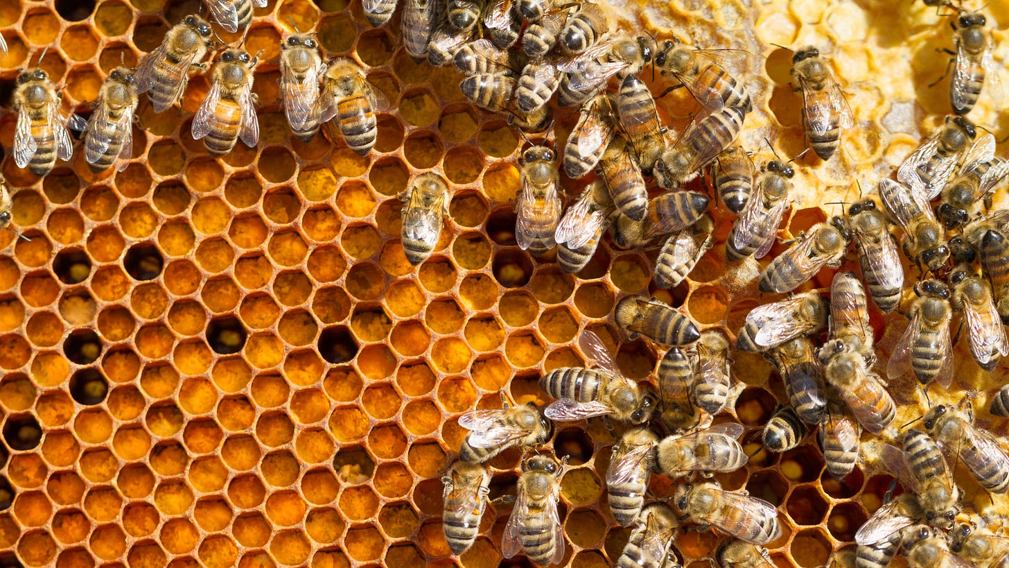 Photograph of a bee hive with many bees gathered on honeycomb with several larvae visible inside some Photograph of a bee hive with many bees gathered on honeycomb with several larvae visible inside some