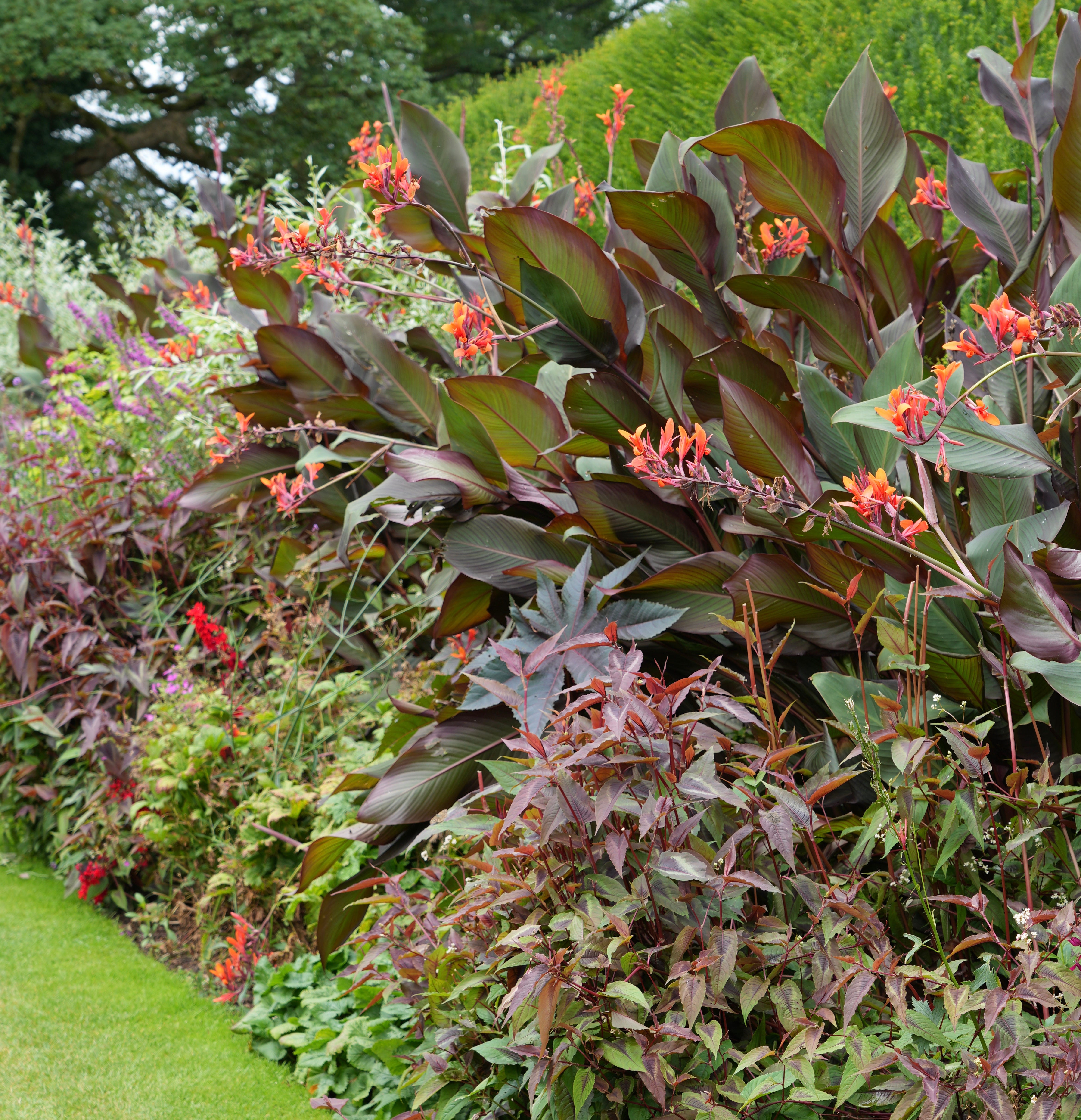 Levens Hall garden cannas