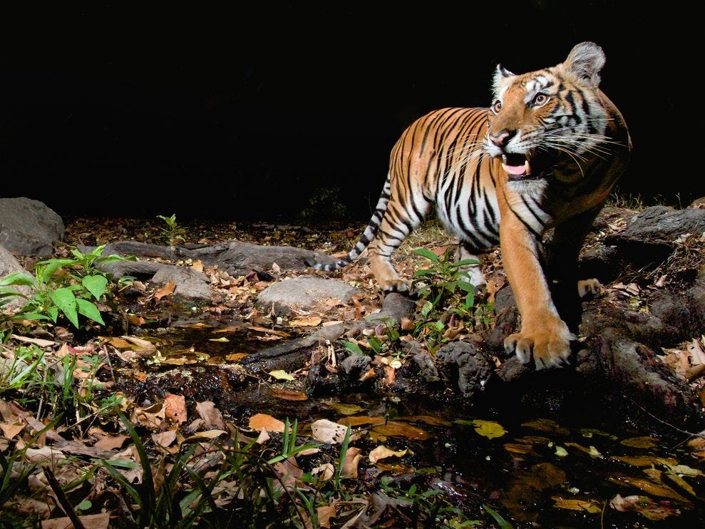 tigers-on-the-rebound-in-2012-india_62724_990x742