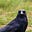 Mossdale Railway's avatar