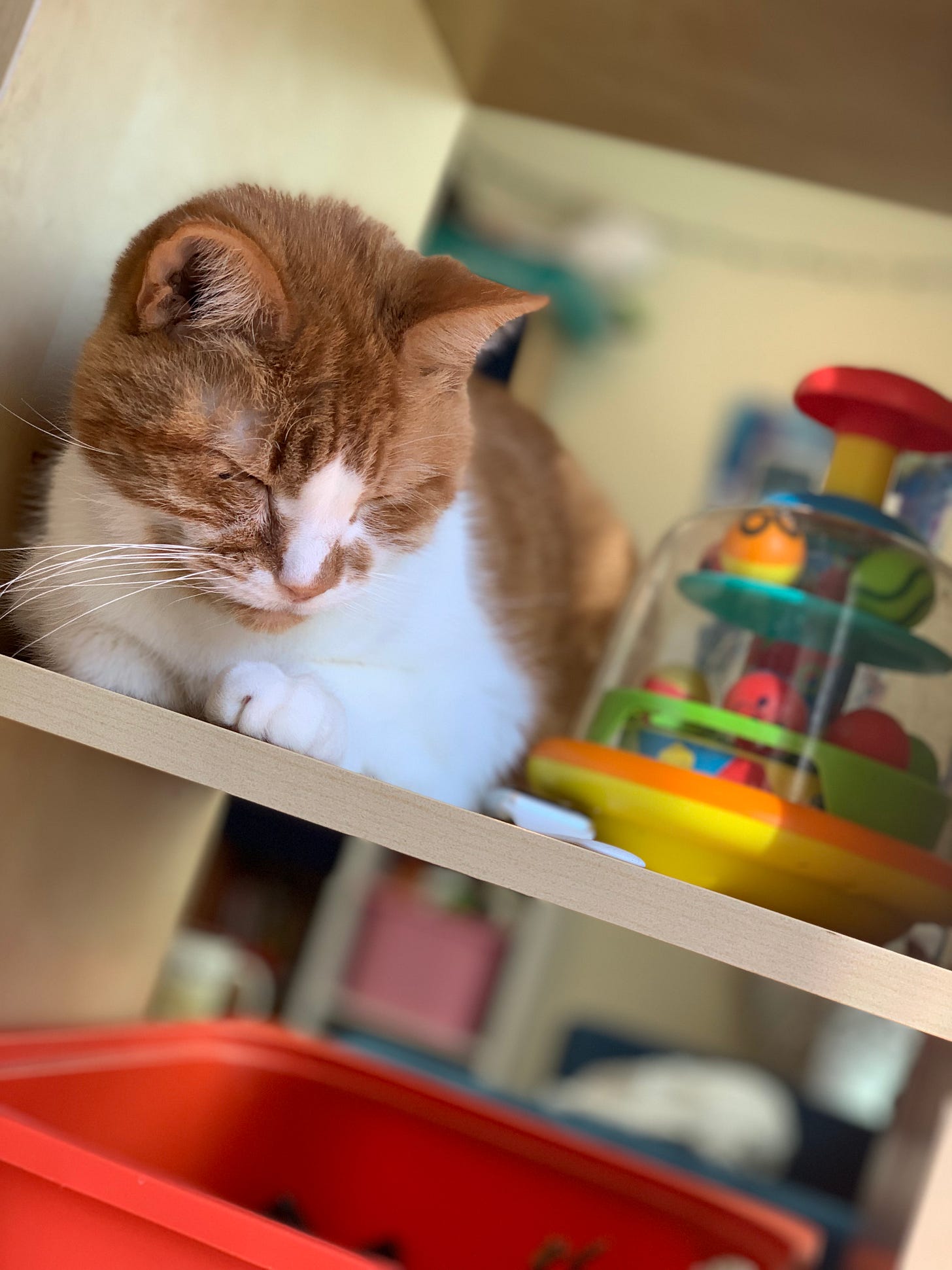 Photo of my adorable orange and white cat asleep on a bookshelf.