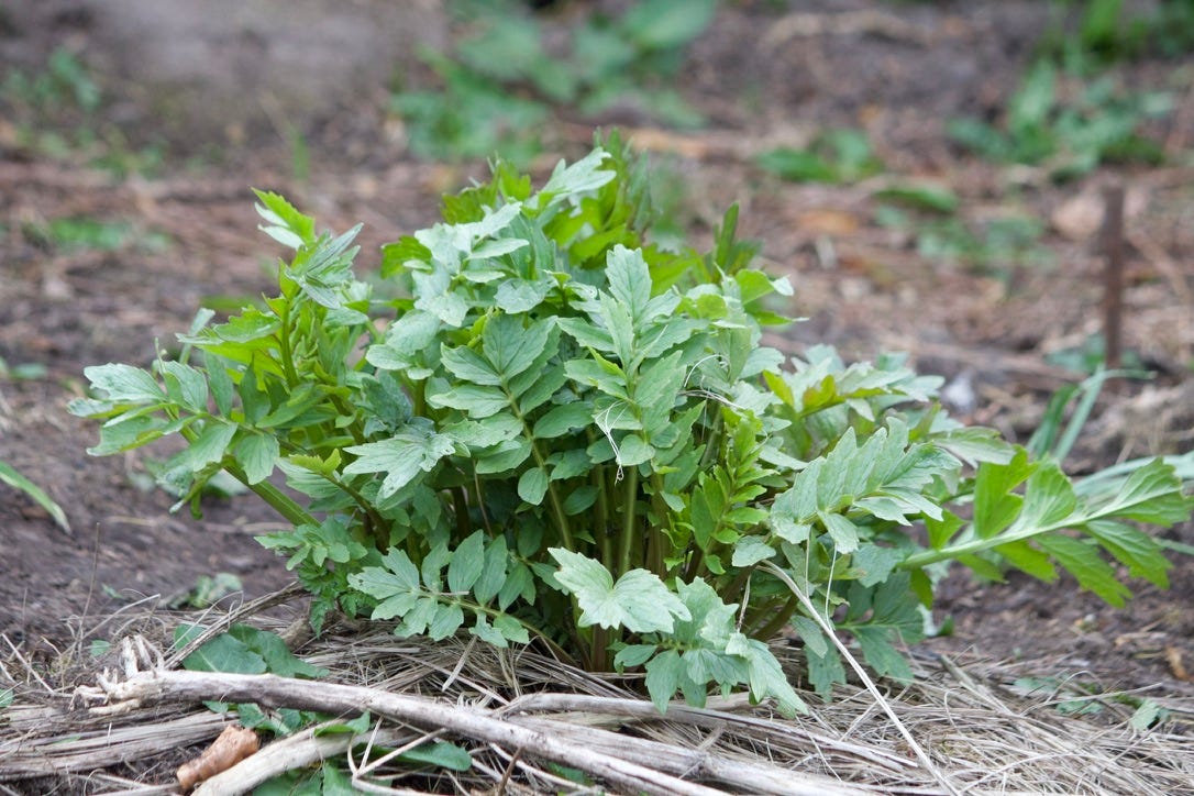 Valeriana officinalis | wild valerian Valeriana officinalis | wild valerian