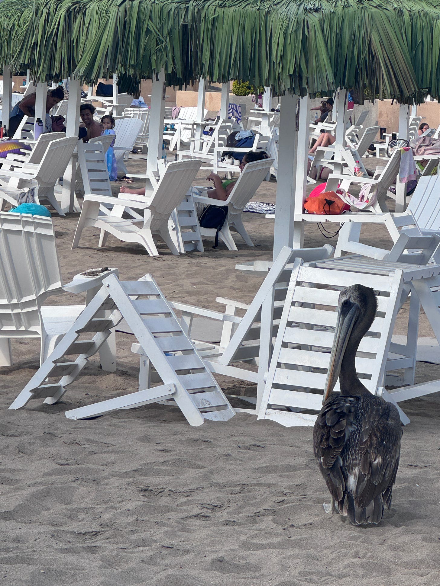 Pelican at a Peruvian beach club