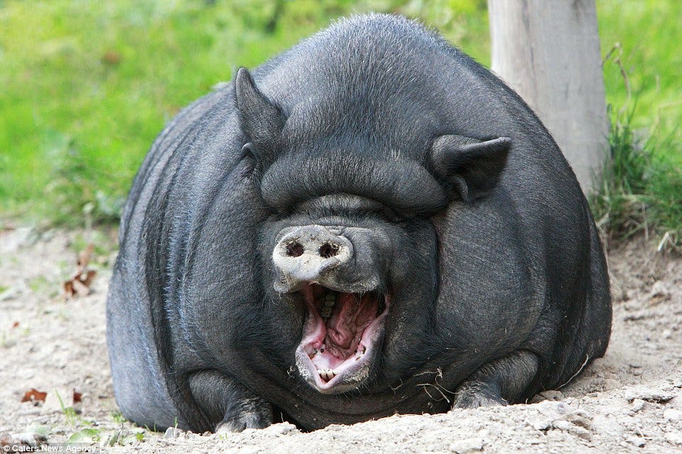 Hilarious images show the biggest smiles in the animal kingdom | Daily ...
