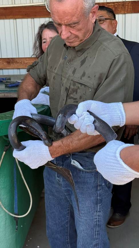 A person holding a snake

AI-generated content may be incorrect.