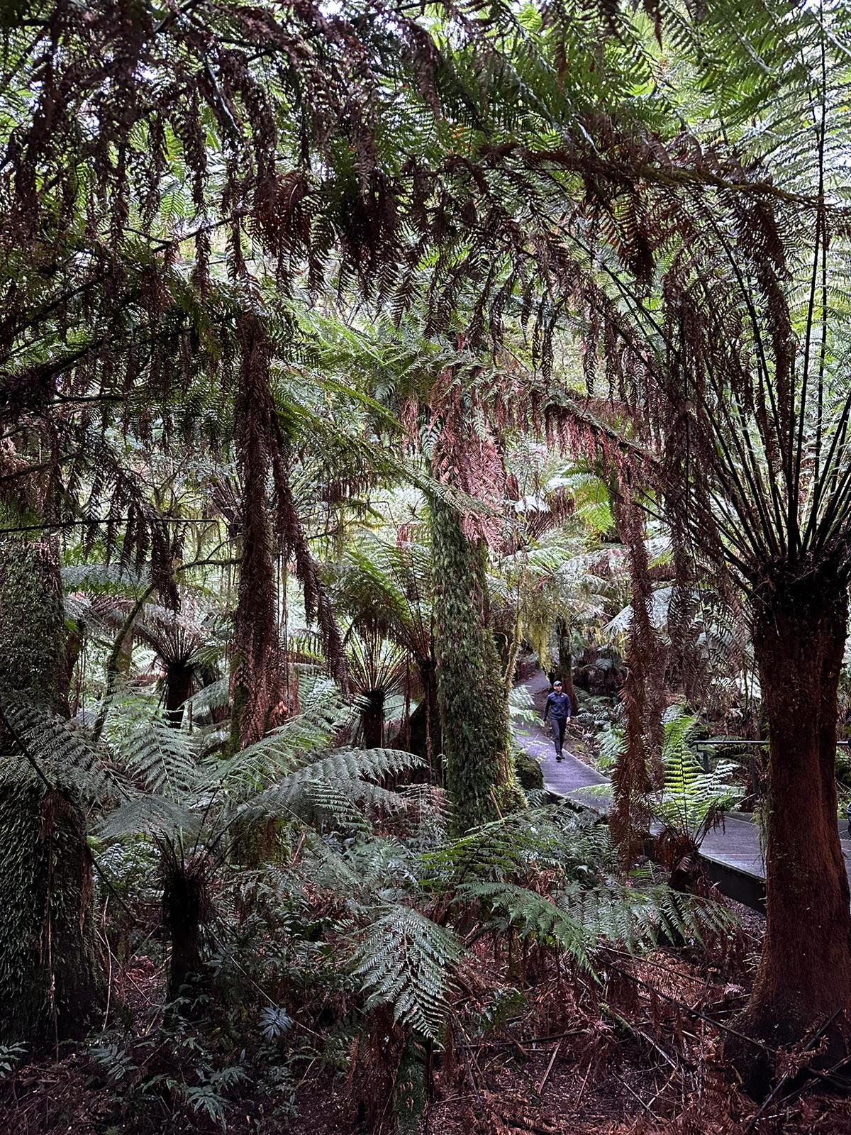 Great Ocean Road Trip