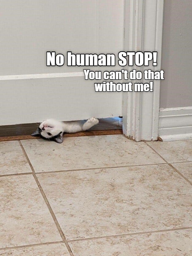 You need supervision - Lolcats - lol | cat memes | funny cats | funny cat  pictures with words on them | funny pictures | lol cat memes | lol cats