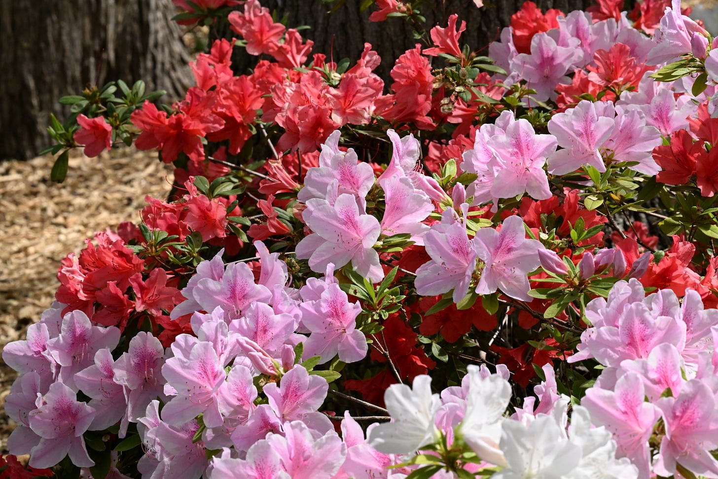 Red, pink, and white azaleas in bloom