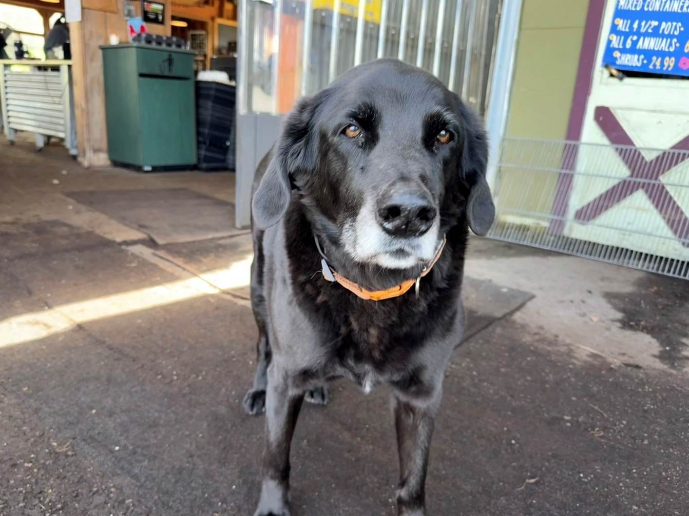 Peat, the greenhouse greeter dog
