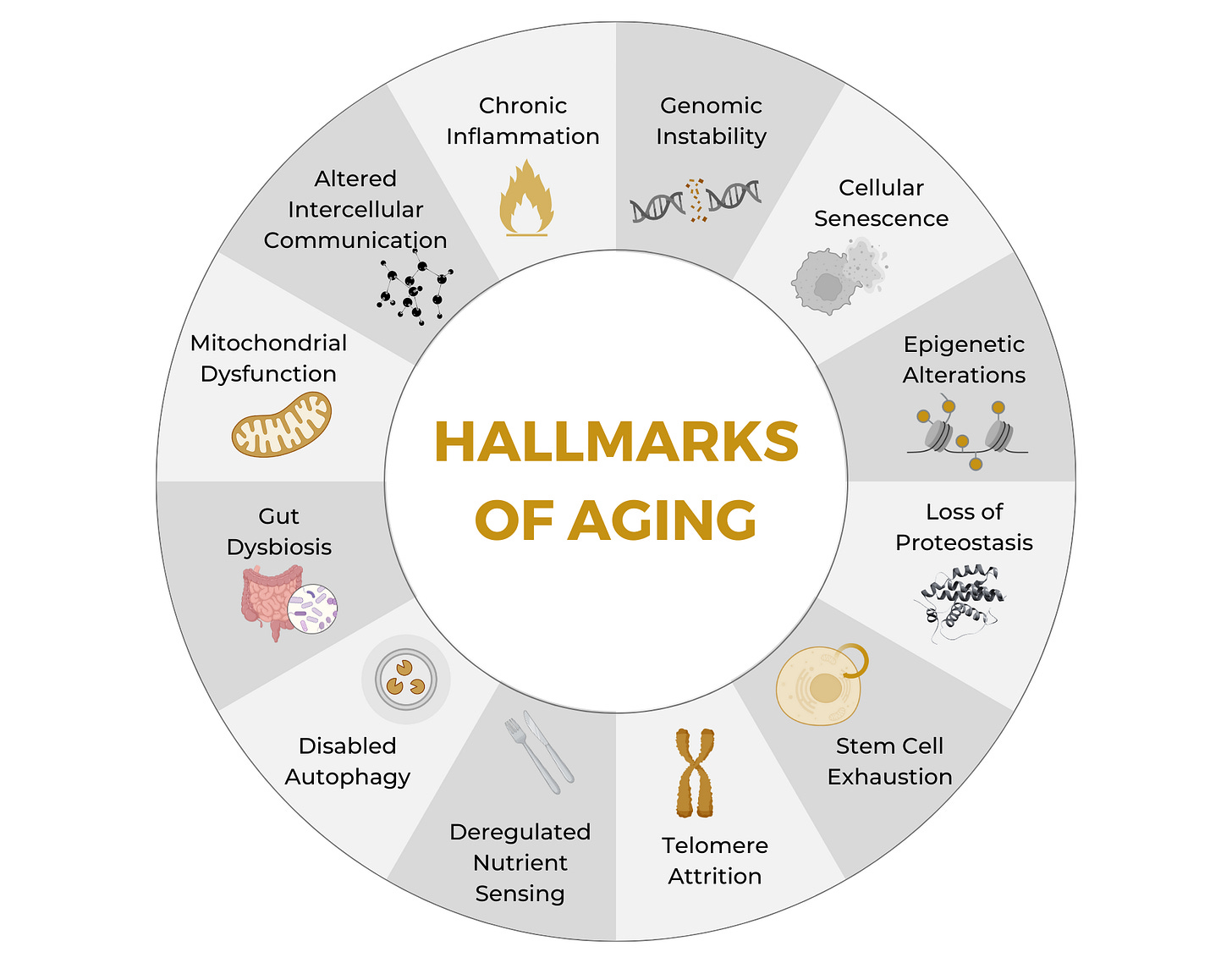 Hallmarks of Aging: An expanding Universe – Nuchido