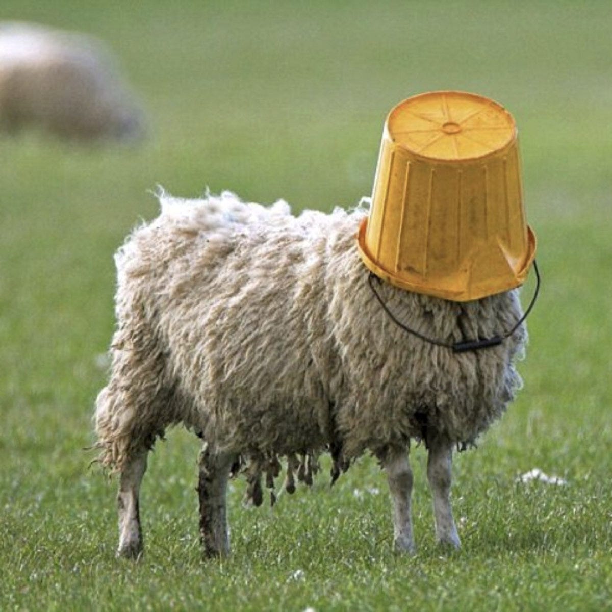 we the sheeple | christian fitness