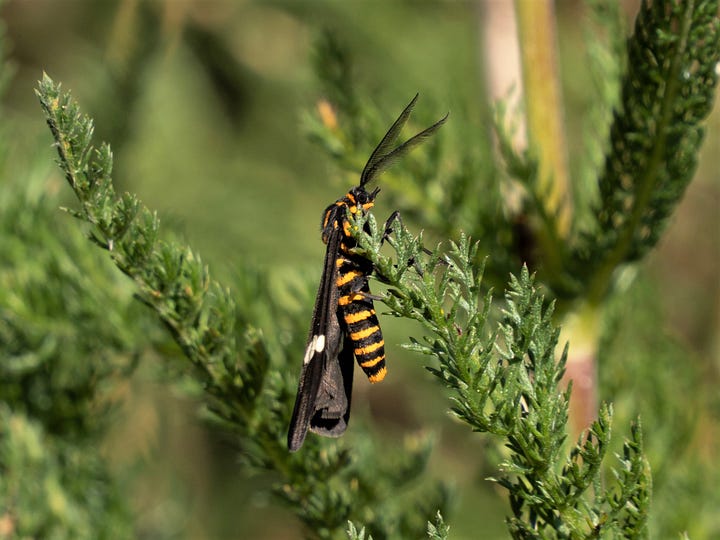 Magpie Moth (NMagpie Moth (Nyctemera annulata, endemic) on yarrow leaf, and yarrow flower (nyctemera annulata, endemic) on yarrow leaf, and yarrow flower - New Zealand