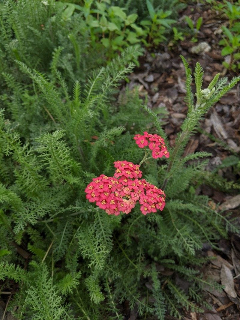 Achillea millefolium rubra ‘Rosy Red’ Achillea millefolium rubra ‘Rosy Red’