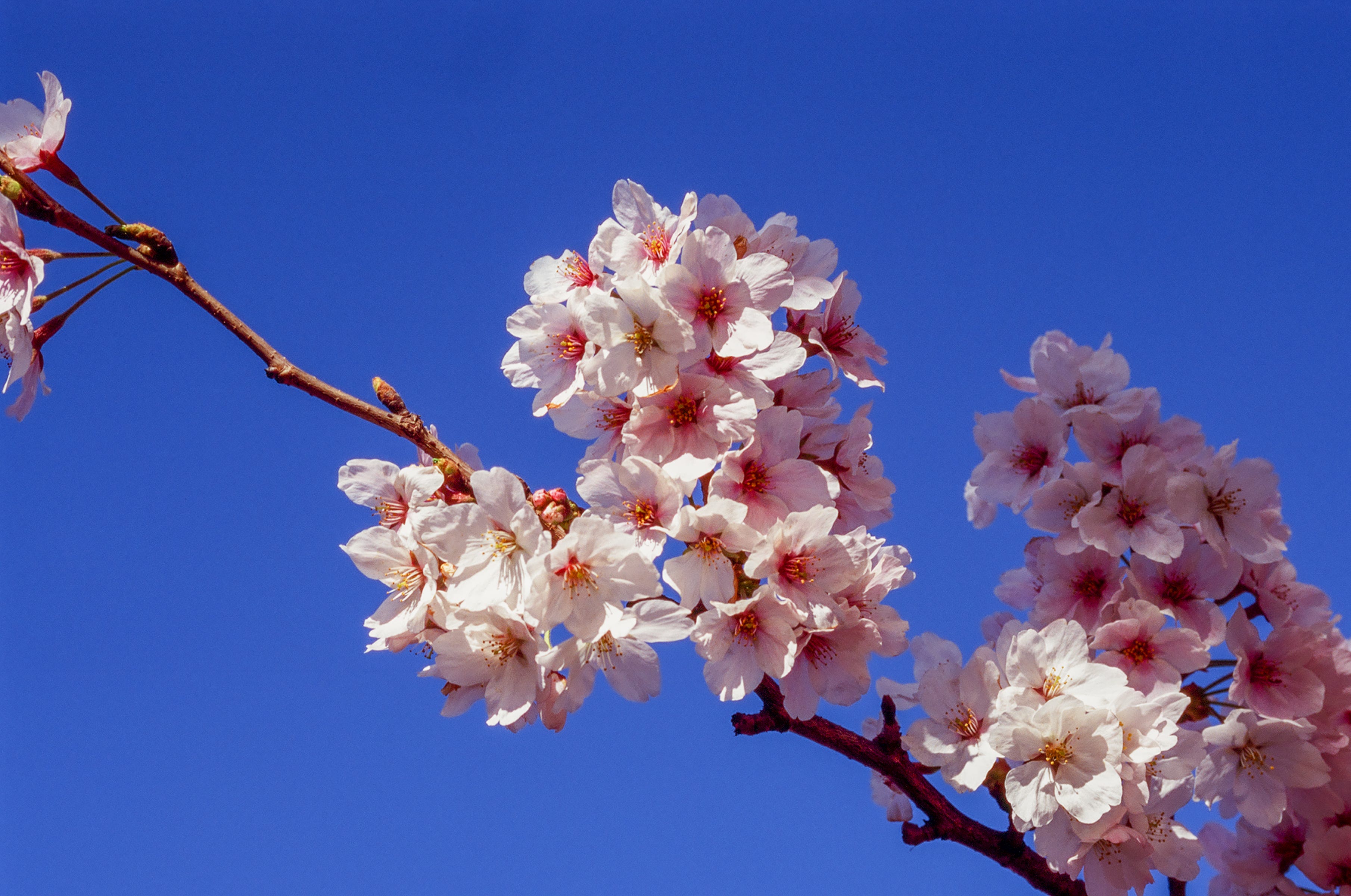 I Might Kill Your Dreams with This Post.