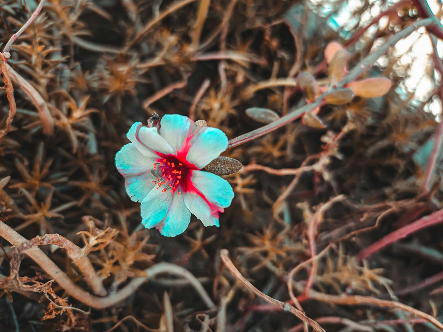 A small, delicate and vibrant flower with a pink centre, and white and blue petals. It grows strong from a brown patch of dry, decaying plant life A small, delicate and vibrant flower with a pink centre, and white and blue petals. It grows strong from a brown patch of dry, decaying plant life