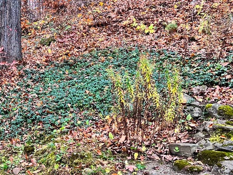 Fall forest of mostly leafless trees and green ground cover plants spreading far.
