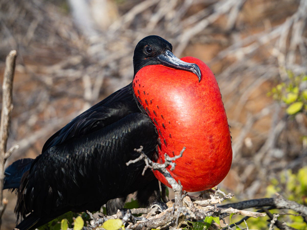 Frigatebird with red pouch on display in the Galapagos