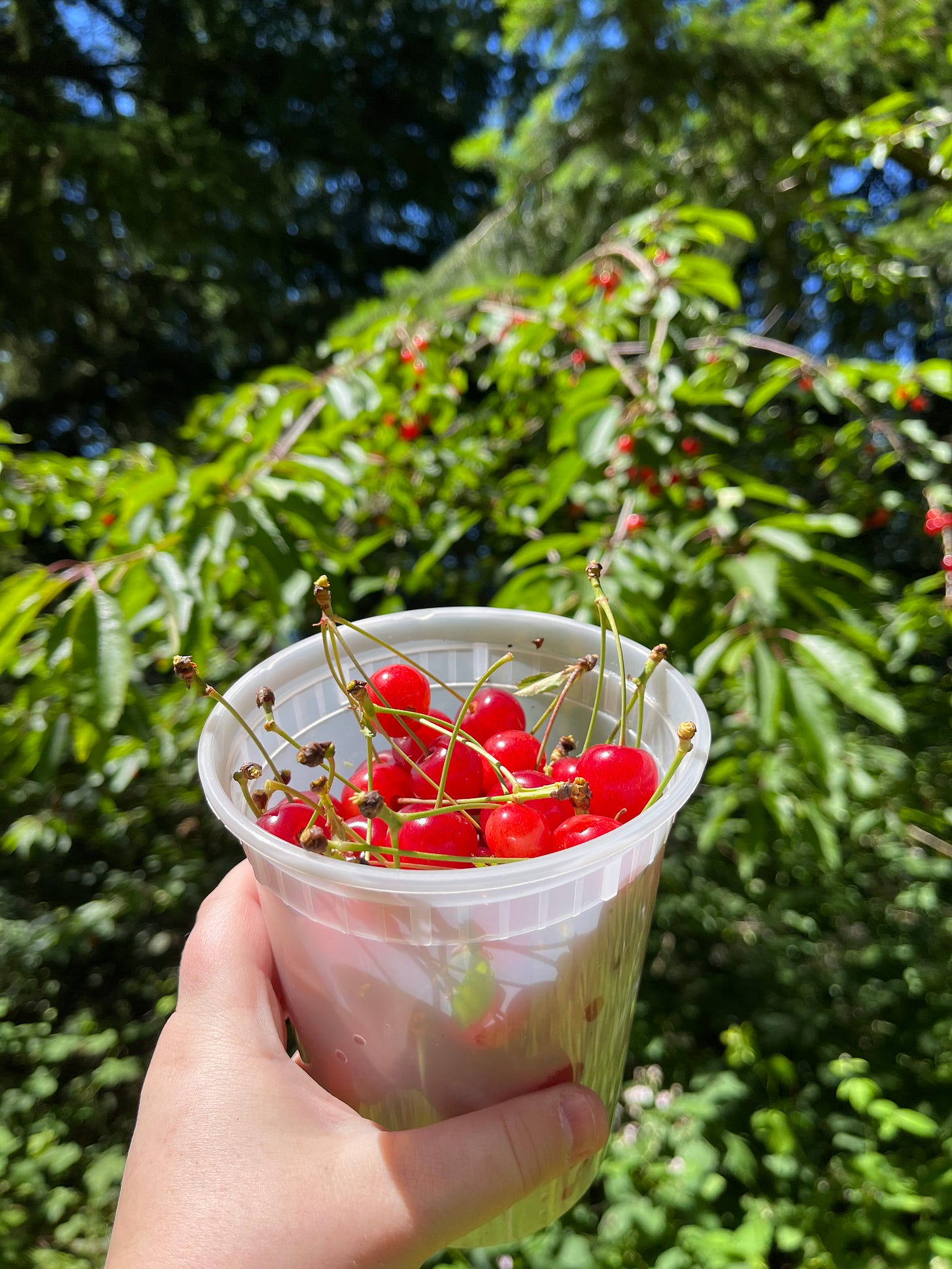 A takeout soup container brimming with electric red cherries, held up in the bright sun in front of the tree they came from