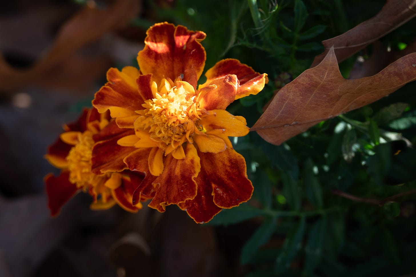 A Spot of Sunshine © Kathryn LeRoy