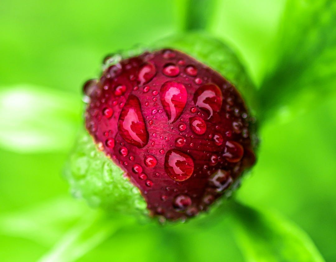 Red flower bud covered in water droplets.
