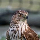 This young hawk uses cars as cover for surprise attacks