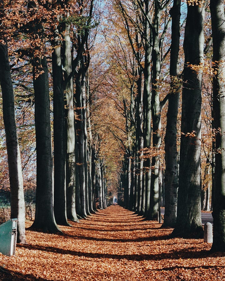 Image 1: Forest path lined with trees, a carpet of orange leaves. Image 2: Looking up a tall tree trunk towards green canopy above.
