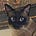 Greg Nutt's avatar