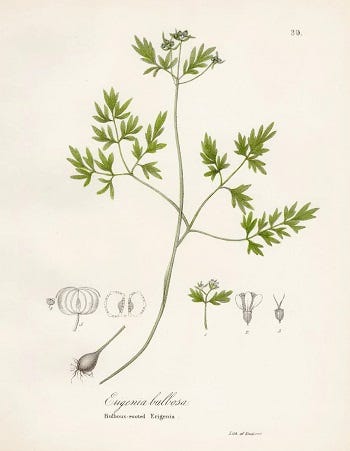 From the Spring Foraging Cookbook: Harbinger of Spring and Honewort