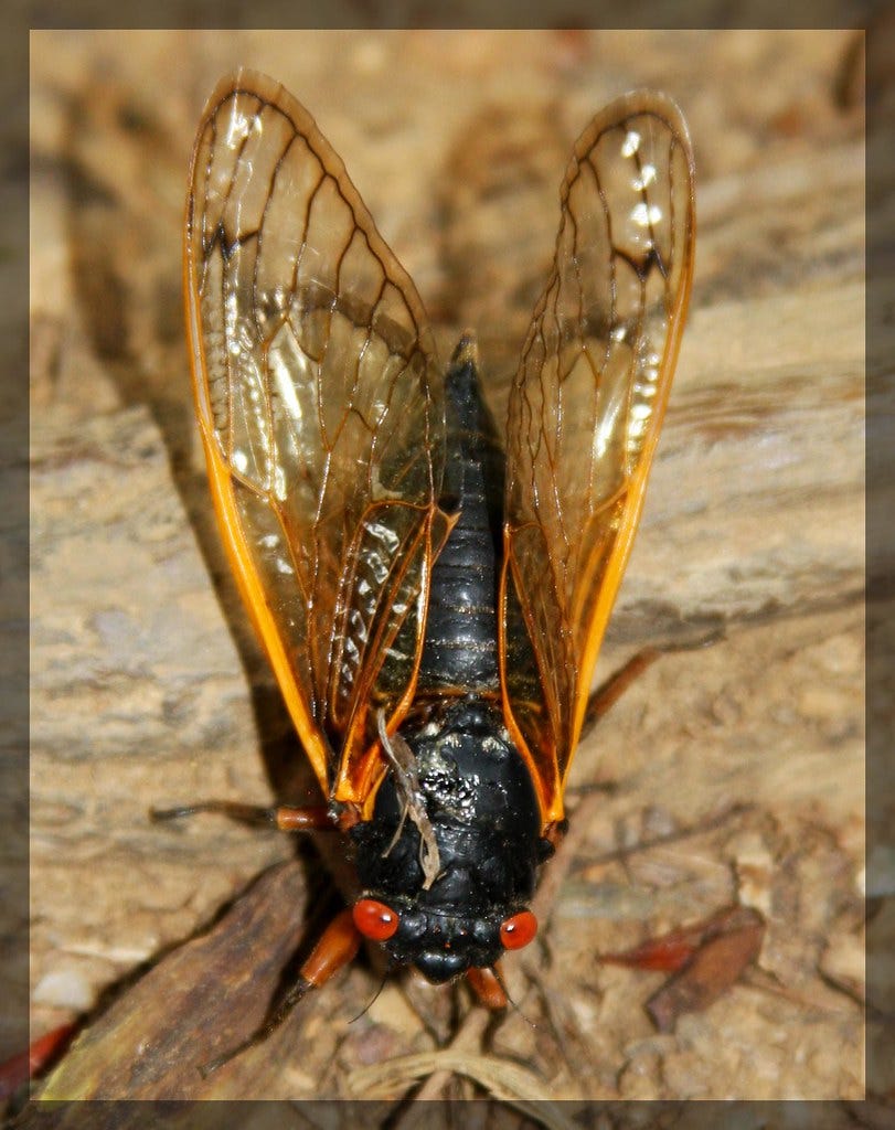 Cicada