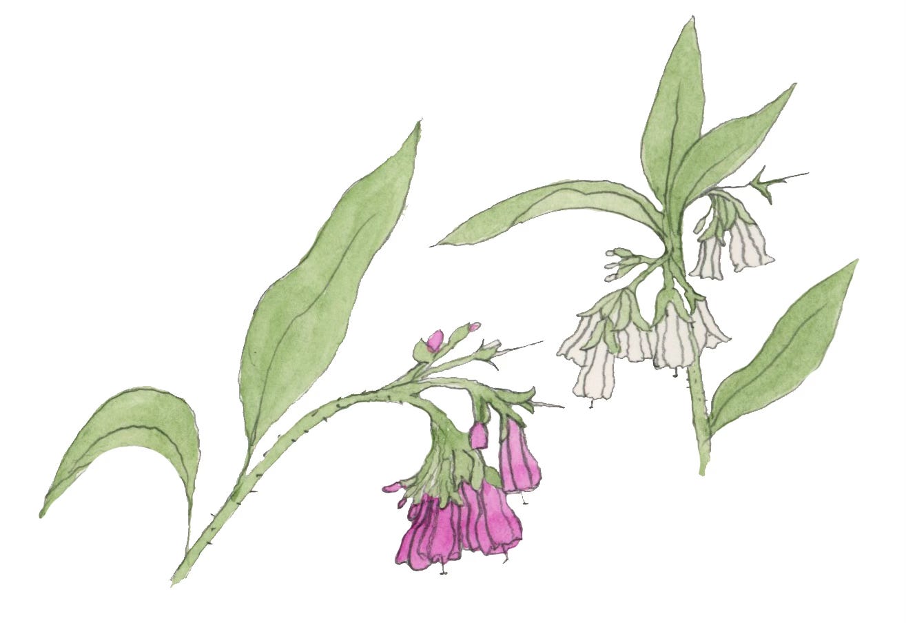 illustration of pink and white comfrey