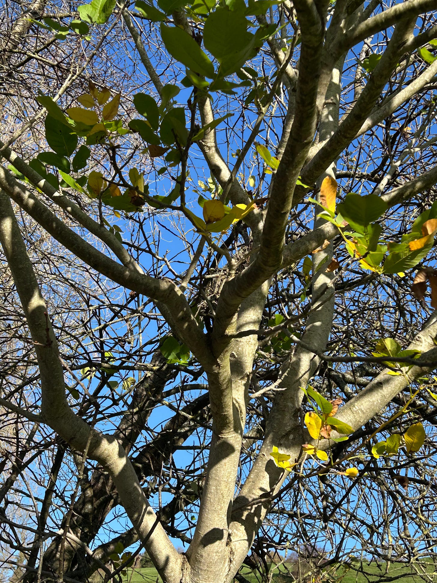 Looking up through a tree in November. There are few leaves left on this sunny day with lovely blue sky. Photo: Roland Millward