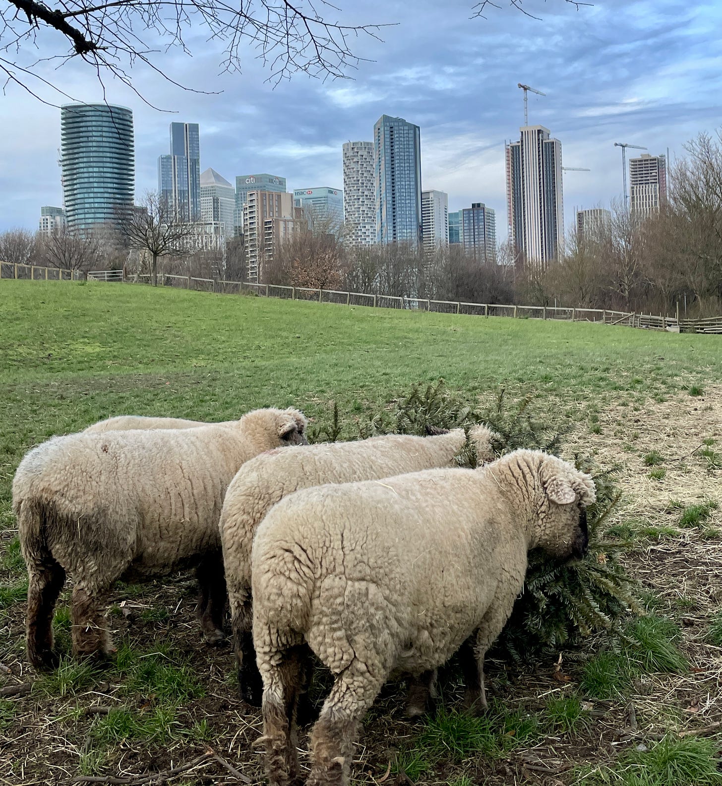 Sheep graze in a green field on an overcast day. In the background, skyscrapers tower over the field. Sheep graze in a green field on an overcast day. In the background, skyscrapers tower over the field.