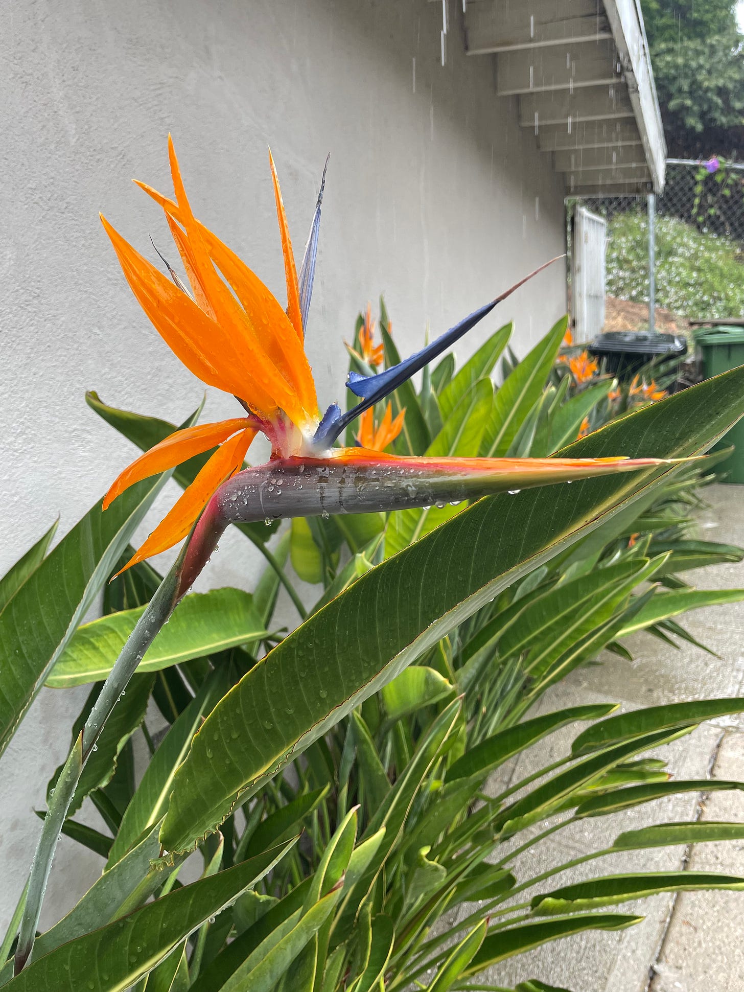 Rain falling on birds of paradise