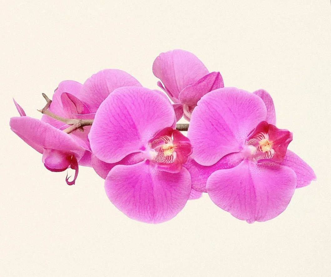 purple moth orchids in bloom purple moth orchids in bloom