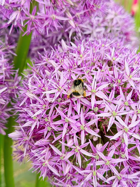plants with purple flowers, leaves, and or stems