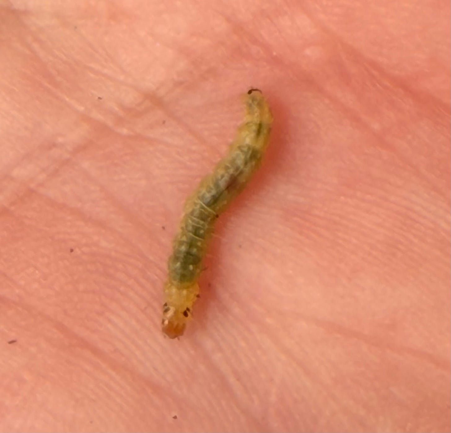 greenish yellow caterpillar 