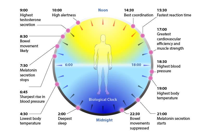 Circadian Rhythms - Sync Your Sleep-Wake Cycles | Integrative ...