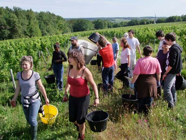 1CRB_harvest_sauvignon_pickers