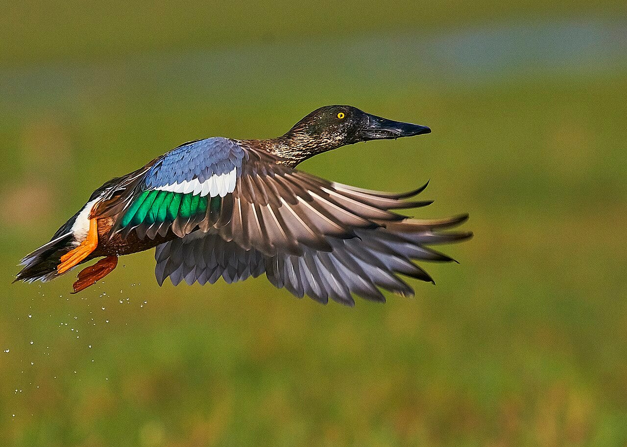 male northern shoveler in flight